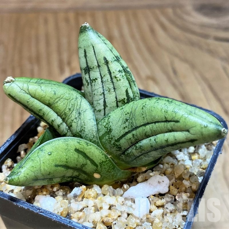 SH30602 Sansevieria 'Little Wing'