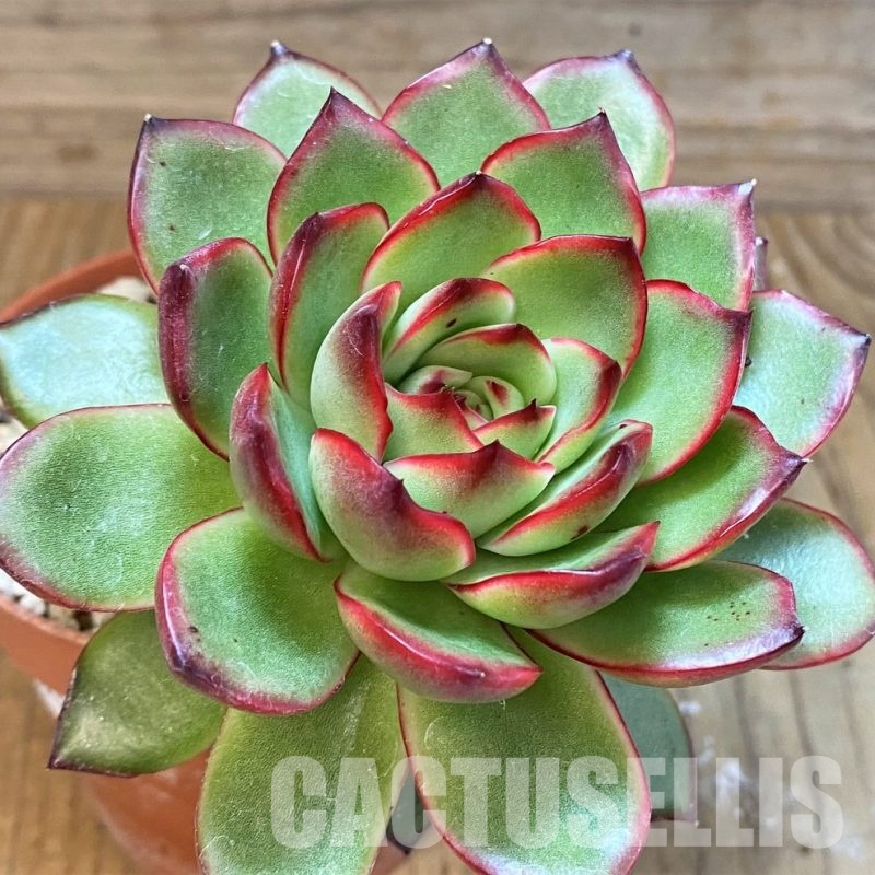 SH30716 Echeveria ‘Polaroid Anna’