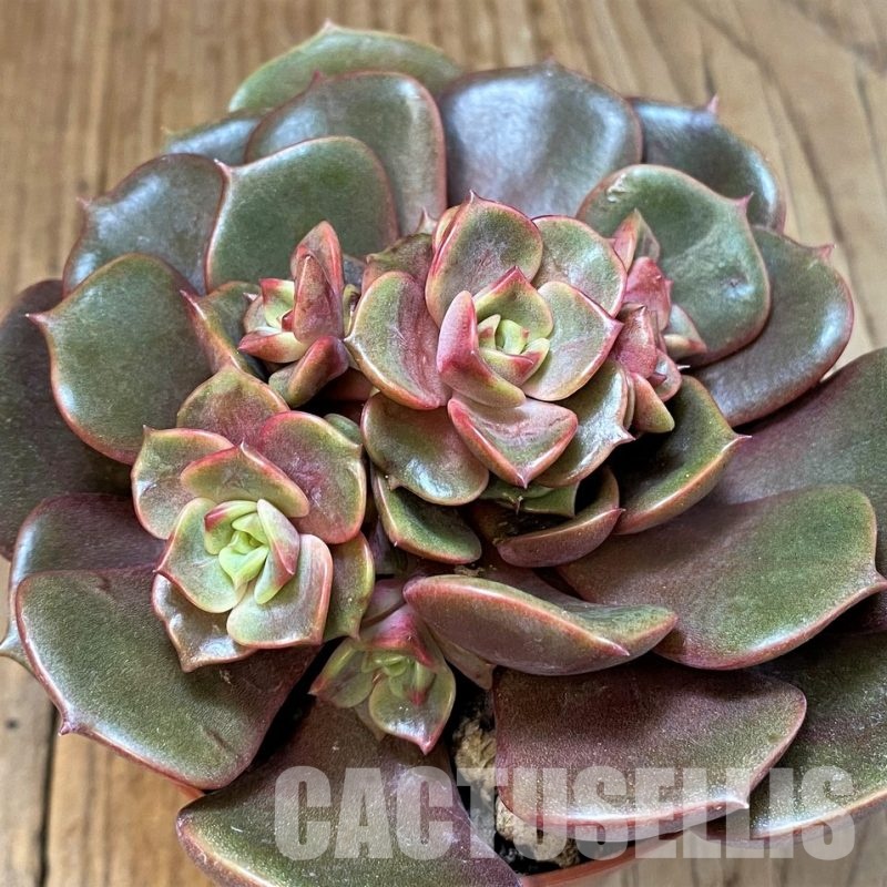 SH30718 Echeveria ‘Vampire Red Ball’