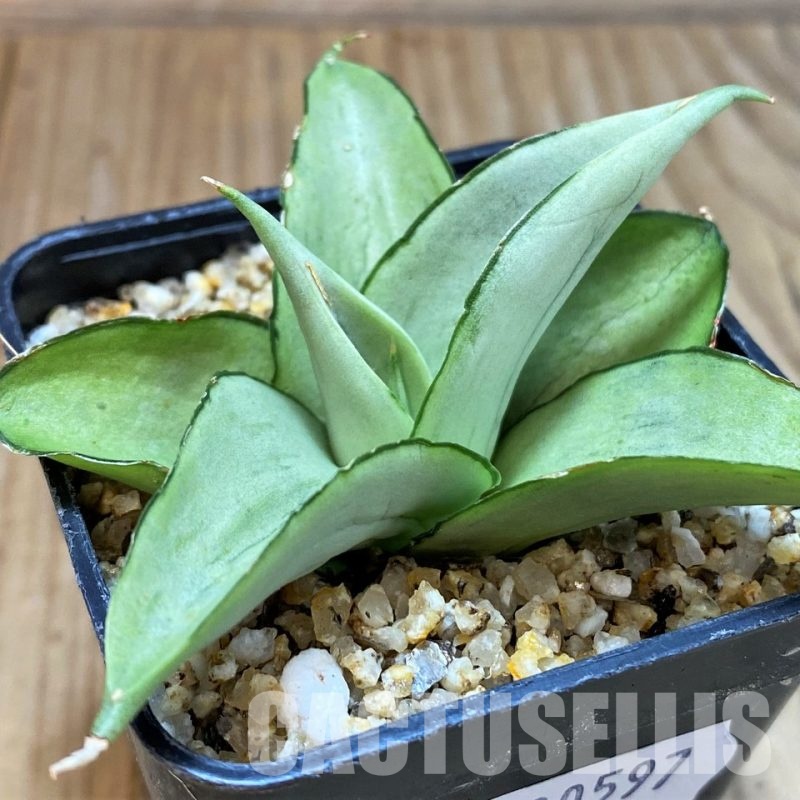 SH30597 Sansevieria 'Manee Thaewee'