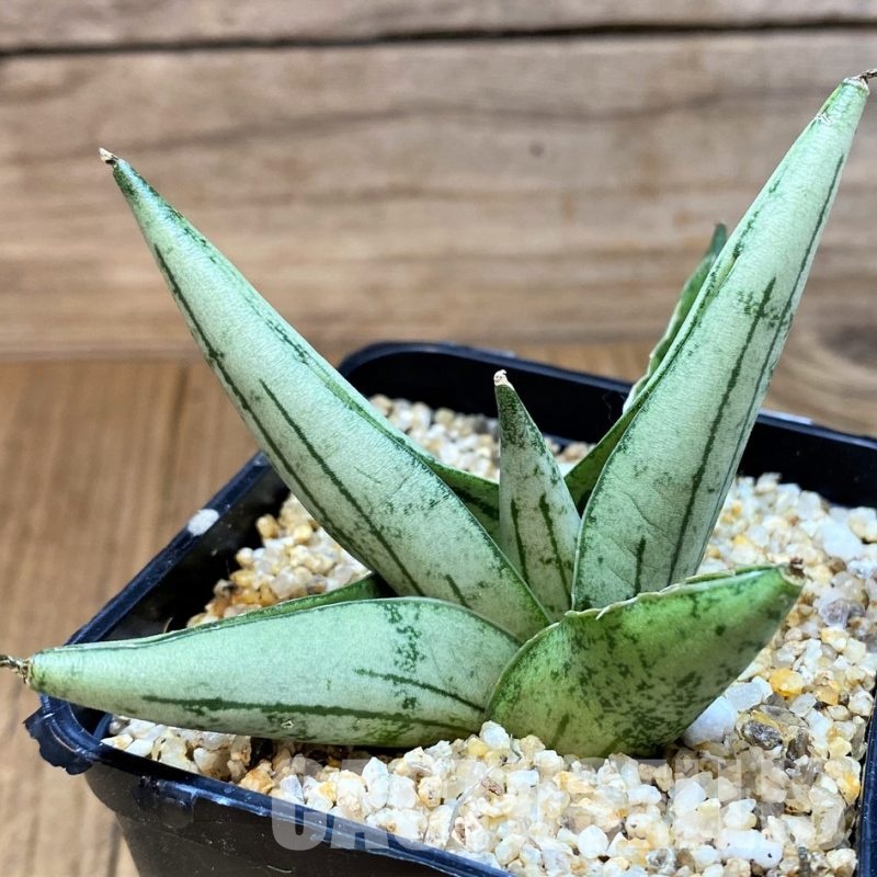 SH30604 Sansevieria 'Rookie'