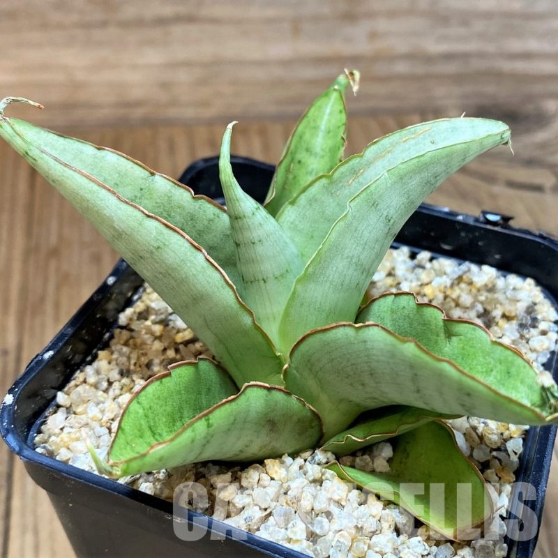 SH30606 Sansevieria 'Silver Rosette'