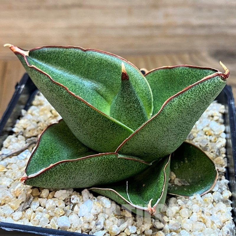 SH30608 Sansevieria ‘Opera House’