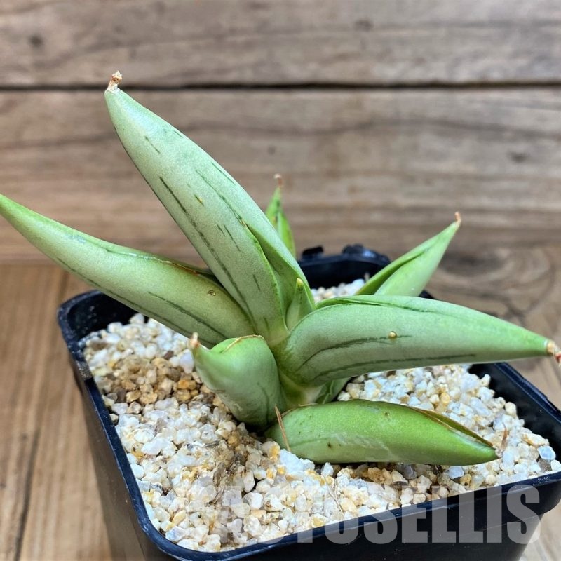 SH30609 Sansevieria 'Ice man'