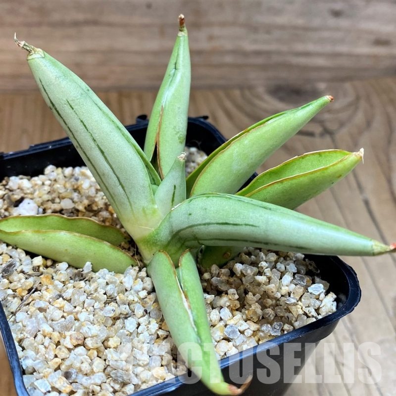 SH30610 Sansevieria 'Ice man'