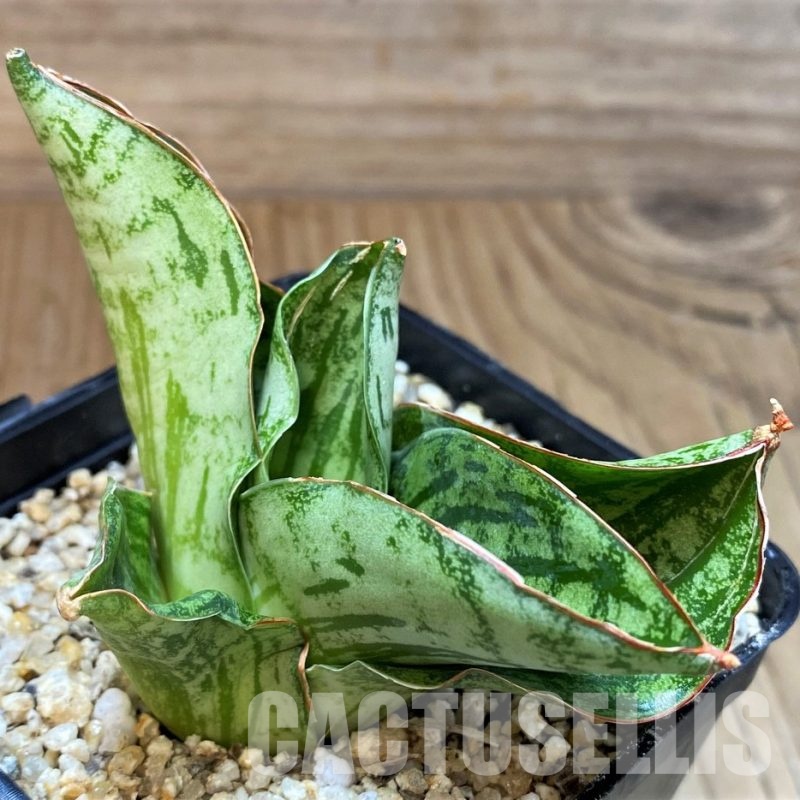 SH30611 Sansevieria ‘Angelina'