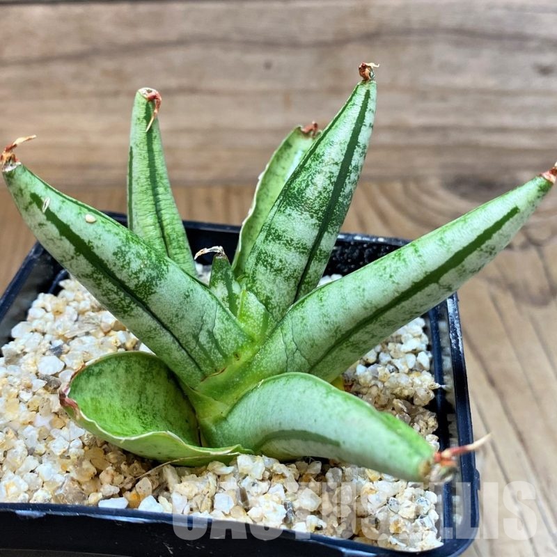 SH30612 Sansevieria 'Fatman'