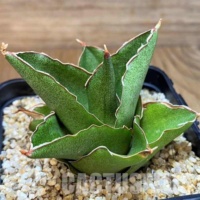 SH30613 Sansevieria 'Andaman'