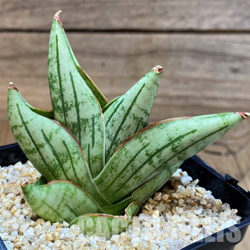 SH30614 Sansevieria 'Nami