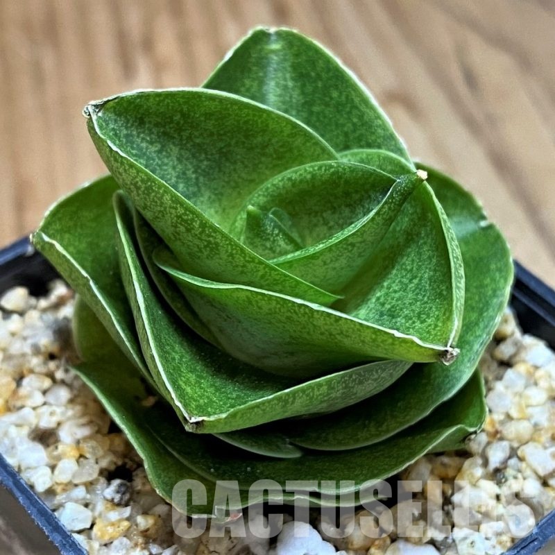 SH30598 Sansevieria ‘Mini Condo’