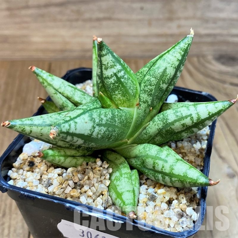 SH30616 Sansevieria 'Ming Manee'