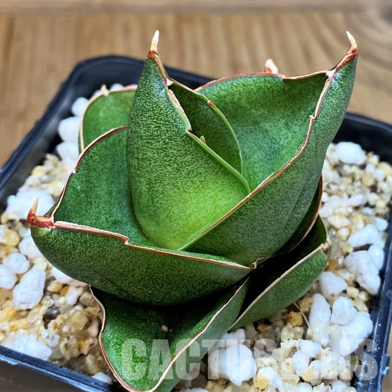 SH30619 Sansevieria 'Bilbao'