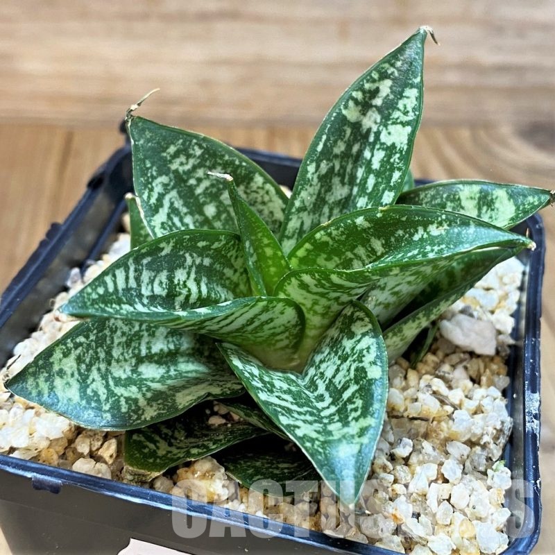 SH30620 Sansevieria ‘Ehrendel’