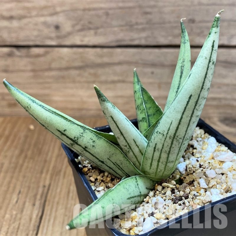 SH30623 Sansevieria 'Rookie'