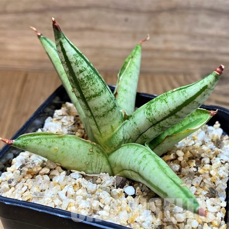 SH30624 Sansevieria 'Fatman'