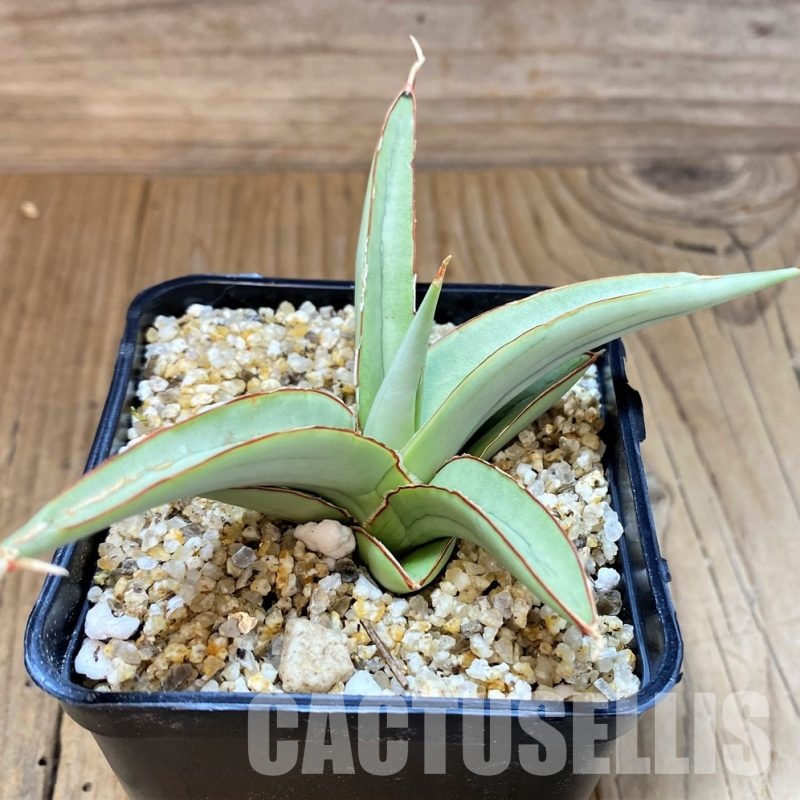 SH30625 Sansevieria 'Chao Phraya'