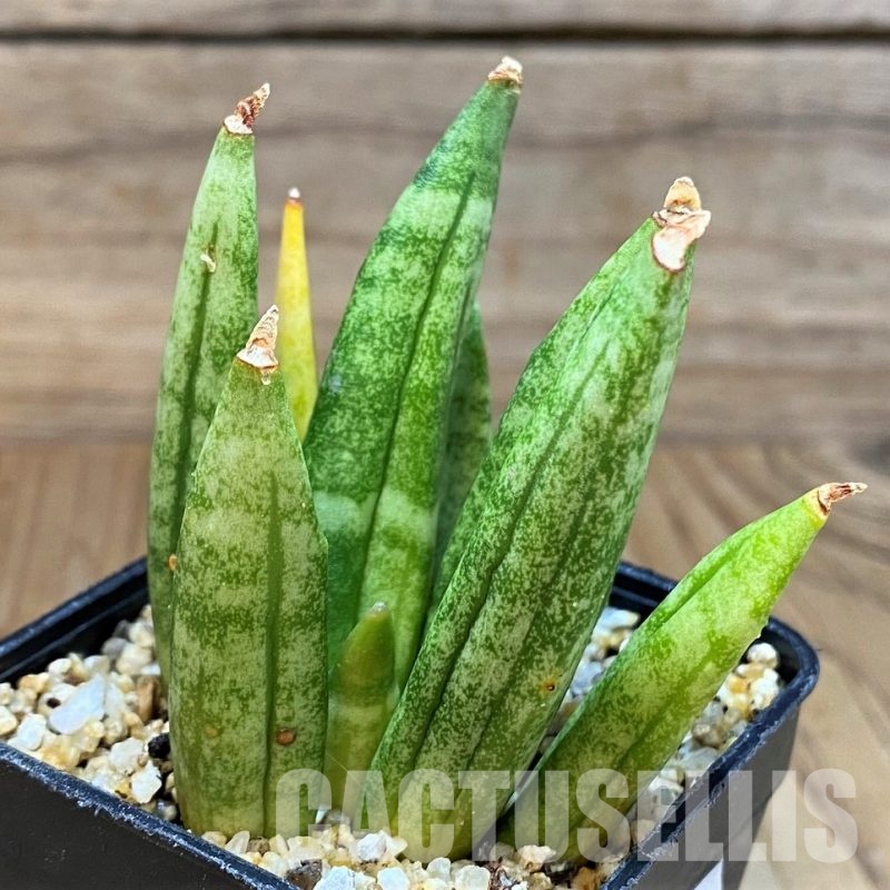 SH30599 Sansevieria 'Hedgehog'