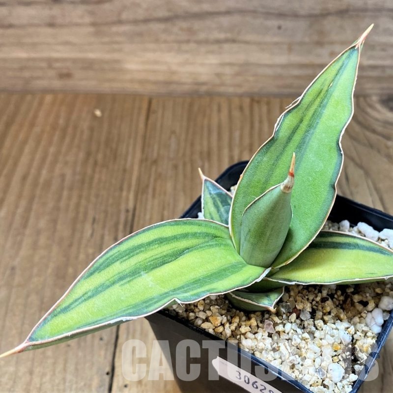 SH30628 Sansevieria 'Kismayo' f. variegata