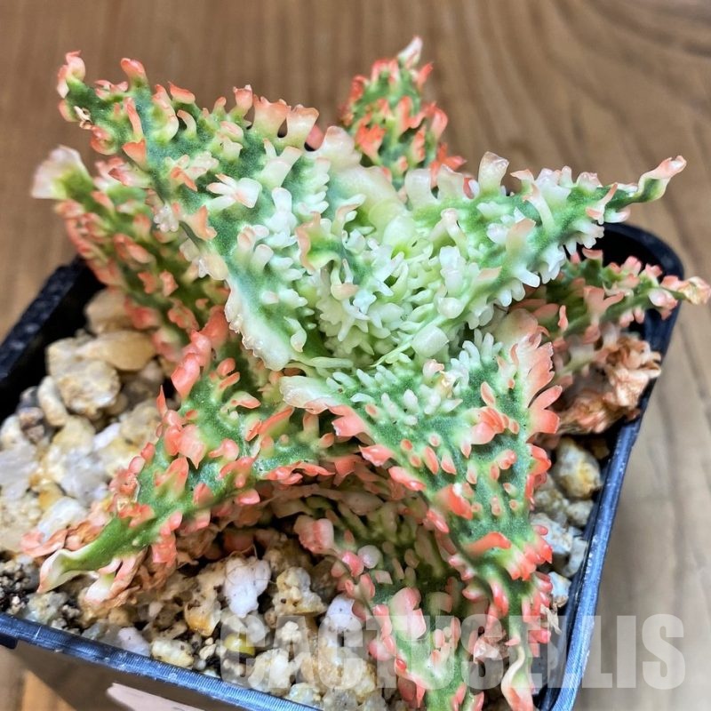 SH30754 Aloe TCT hybrid