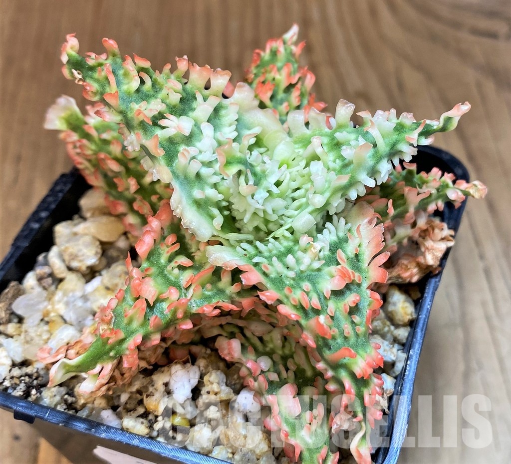 SH30754 Aloe TCT hybrid