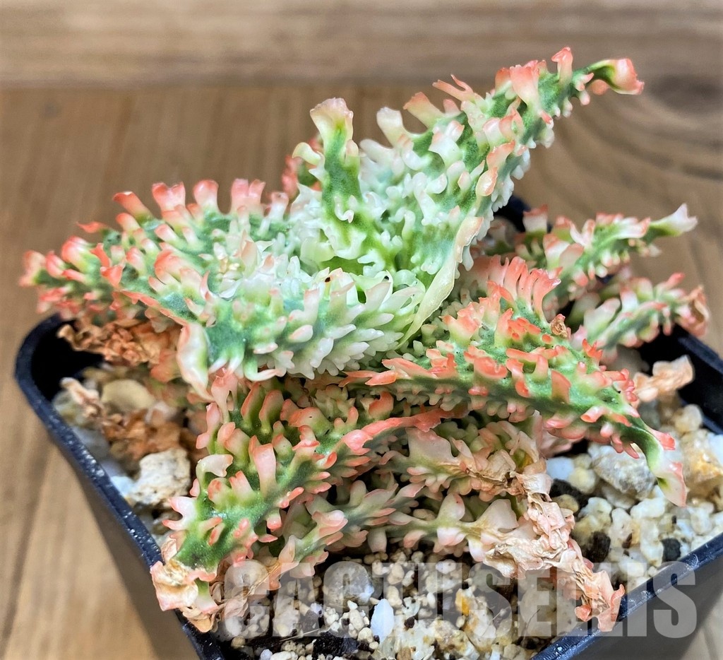 SH30754 Aloe TCT hybrid - Image 2