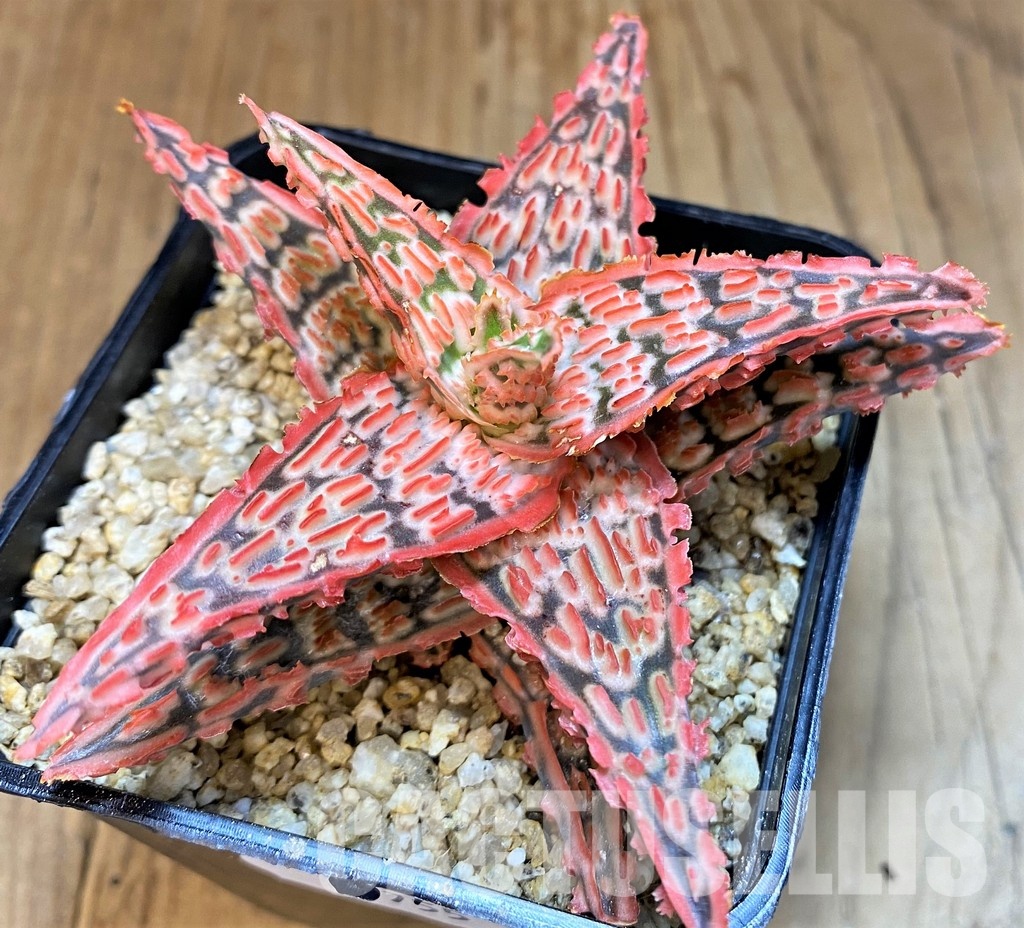 SH30755 Aloe TCT hybrid - Image 2