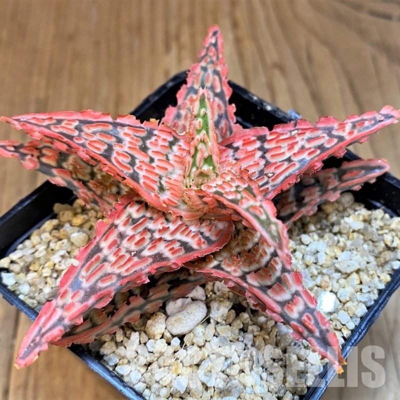 SH30755 Aloe TCT hybrid