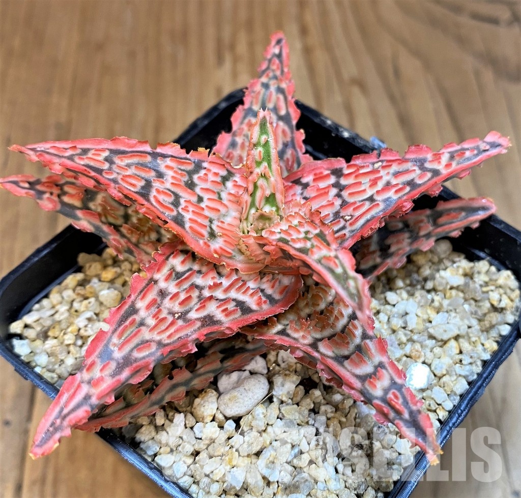 SH30755 Aloe TCT hybrid