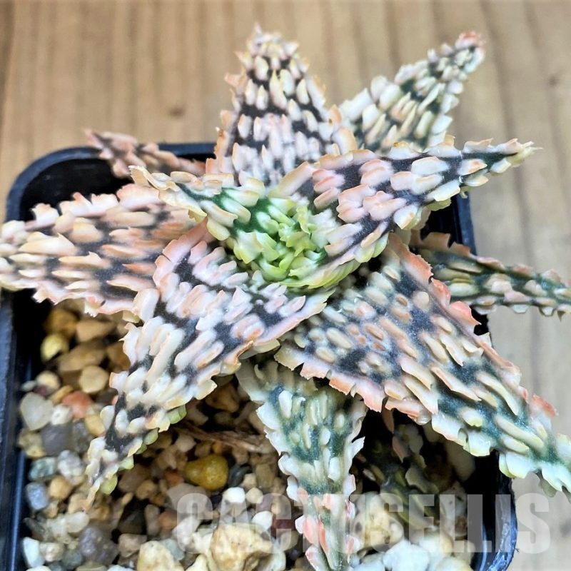 SH11385 Aloe TCT hybrid