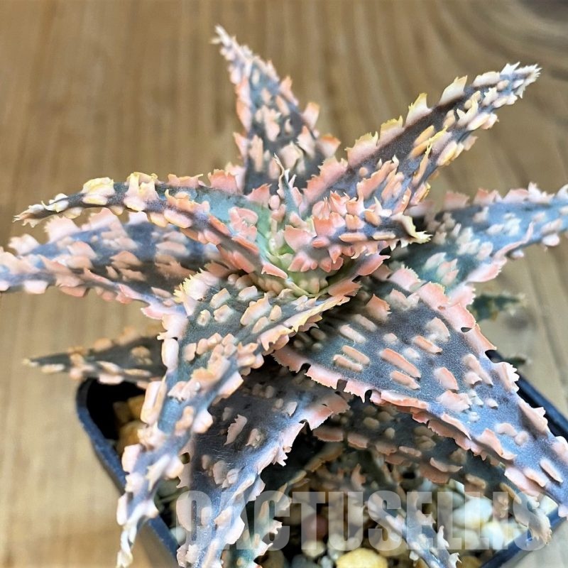 SH10978 Aloe TCT hybrid