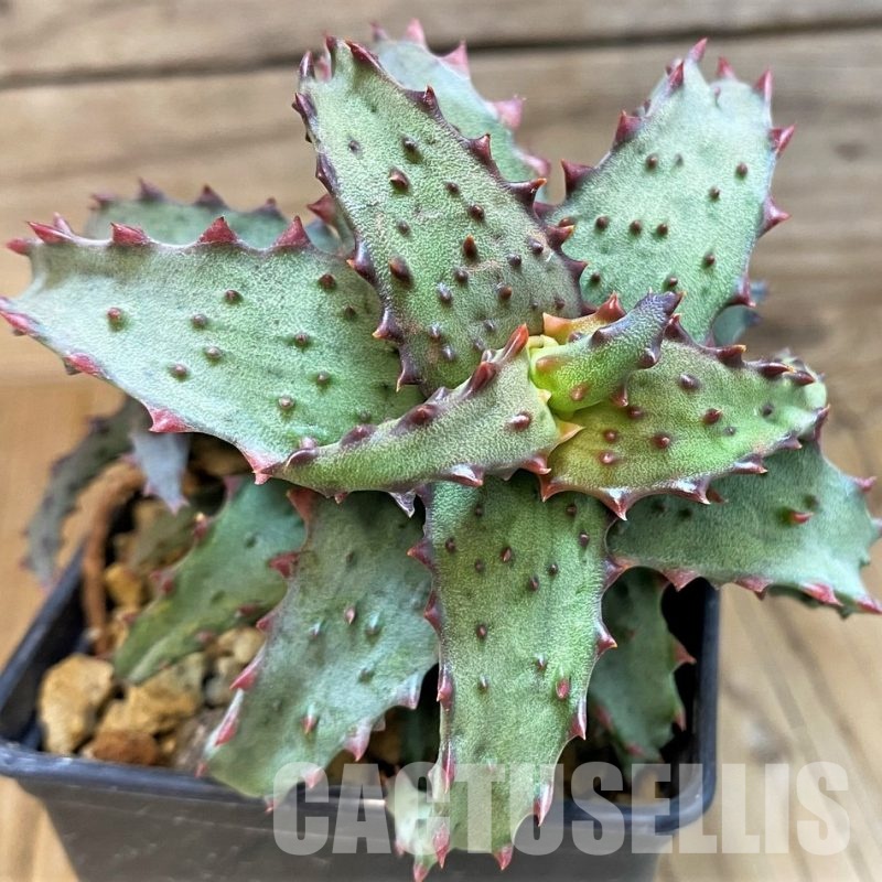 SH5841 Aloe castilloniae