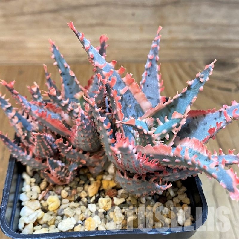 SH10074 Aloe TCT hybrid