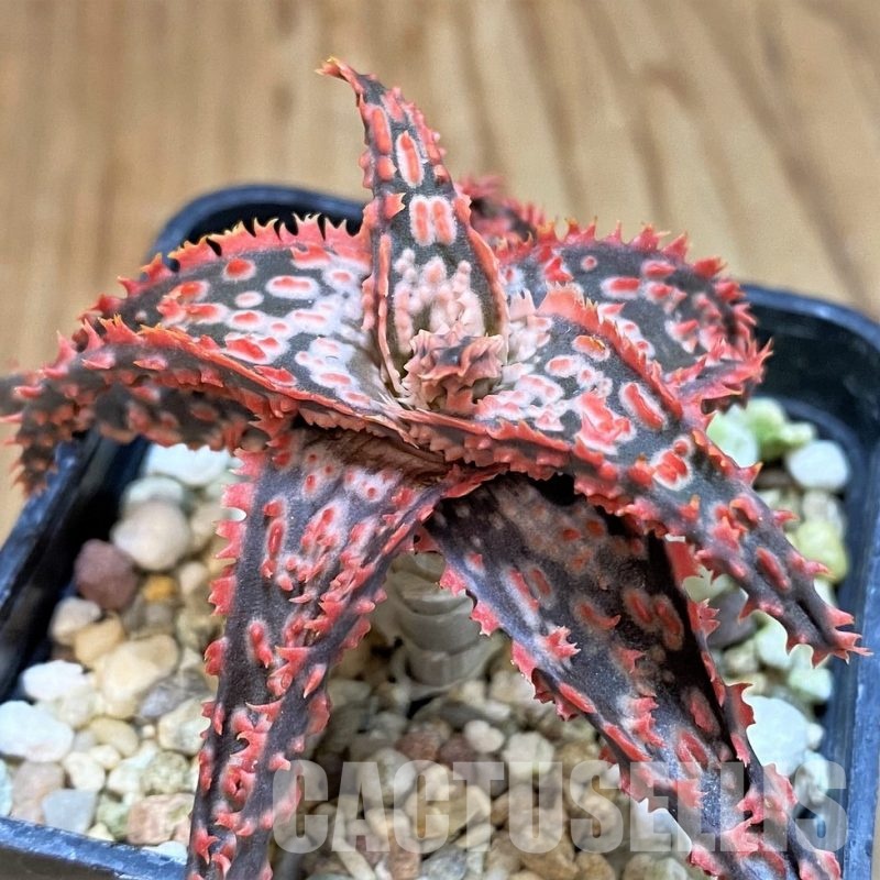 SH30726 Aloe TCT hybrid