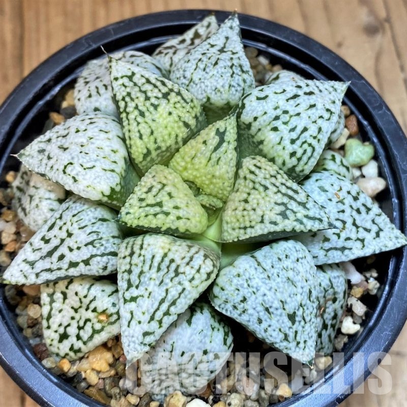 SH4198 Haworthia picta 'White Magic'