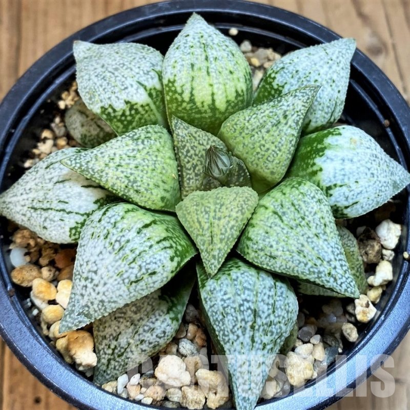 SH4200 Haworthia picta 'Spring Snow'