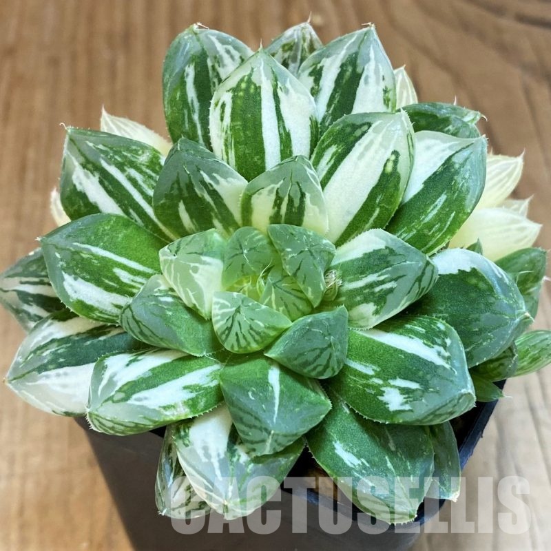 SH2102 Haworthia obtusa ‘Marin’ f. variegata