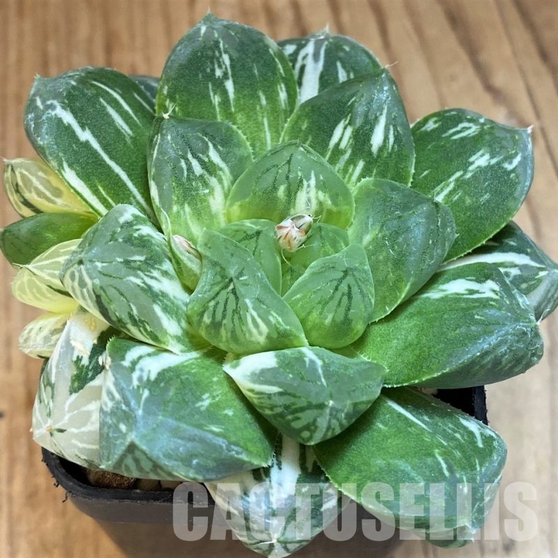 SH3993 Haworthia obtusa ‘Marin’ f. variegata