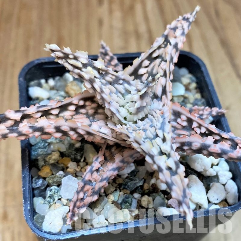 SH30727 Aloe TCT hybrid