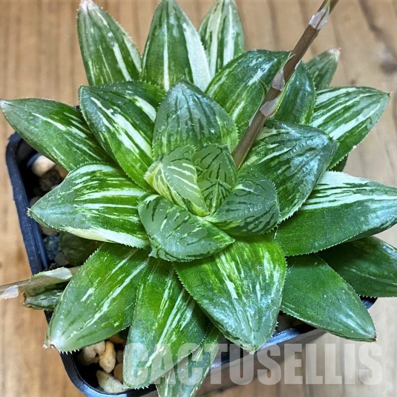 SH8950 Haworthia obtusa hybrid RU-2 f. variegata