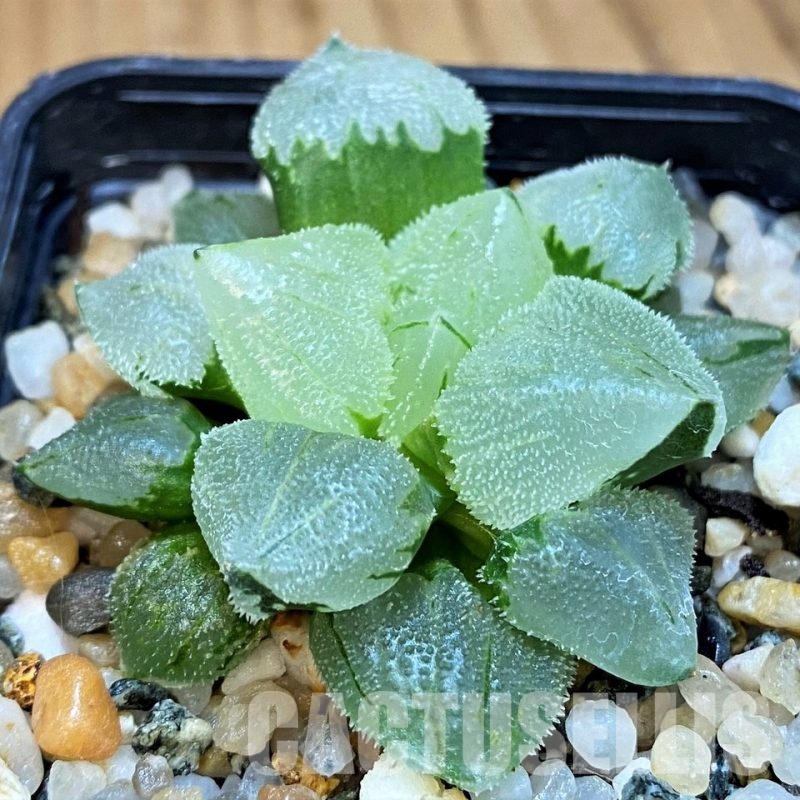 SH8976 Haworthia pygmaea 'Ice City Mutant'