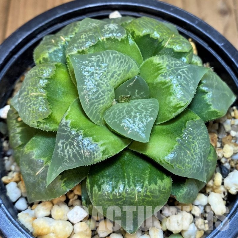 SH9382 Haworthia ‘Xiangyun Ke’