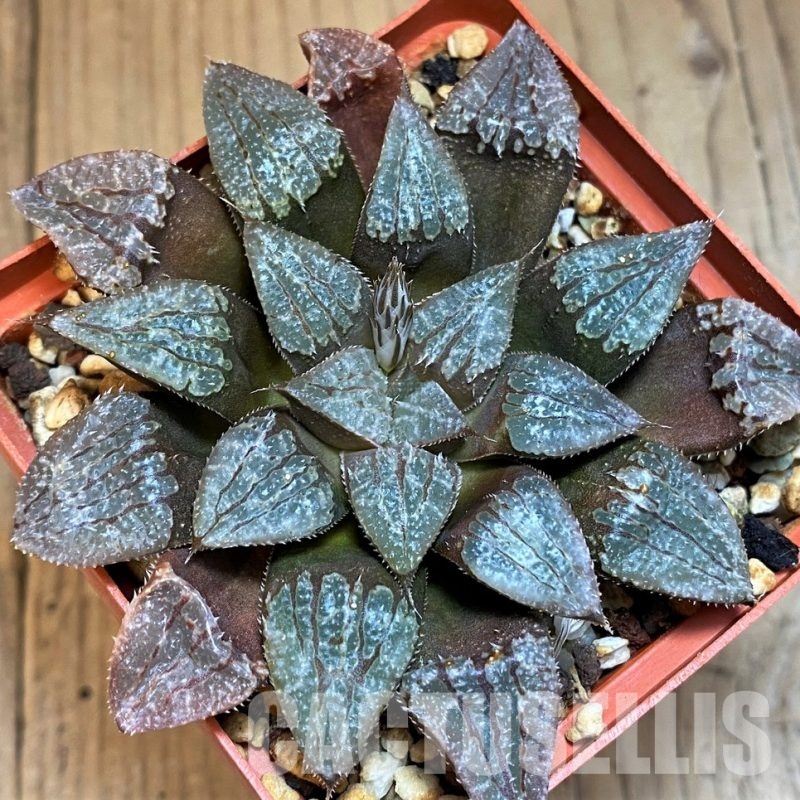 SH12750 Haworthia KPW-2, ex Cactus Nichii