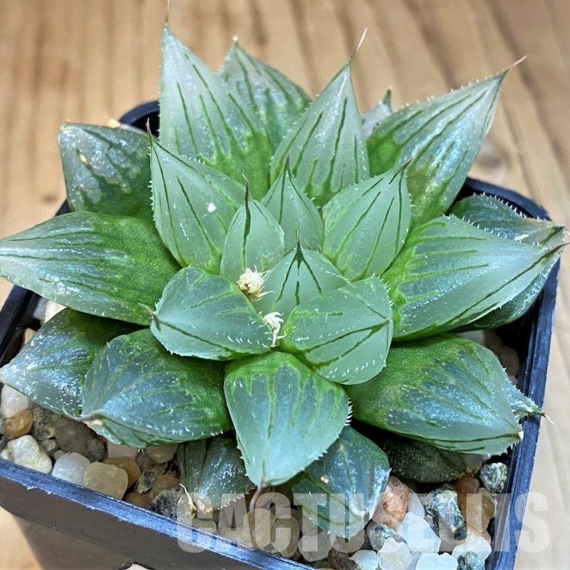 SH13182 Haworthia cooperi ‘West Asia Tsuen’