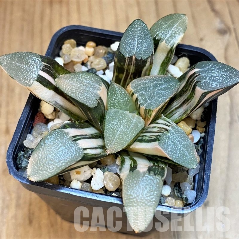 SH13174 Haworthia bayeri f. variegata