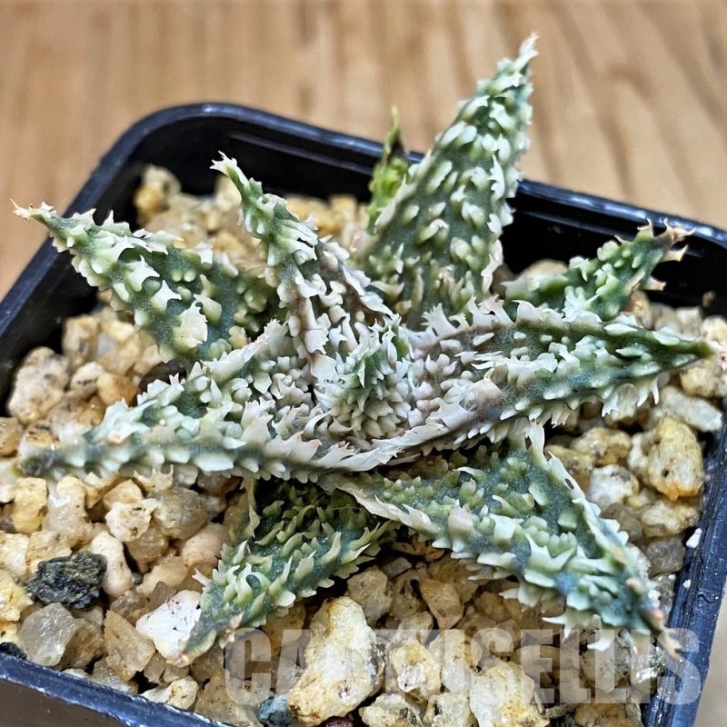 SH30728 Aloe TCT hybrid