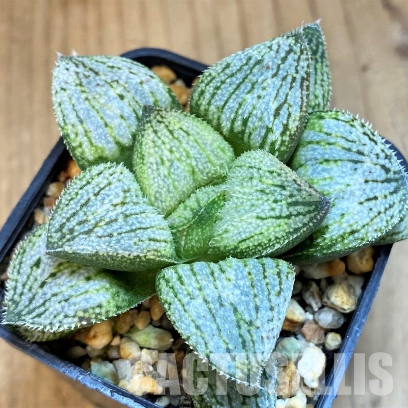 SH3355 Haworthia splendens ‘Nautilus’