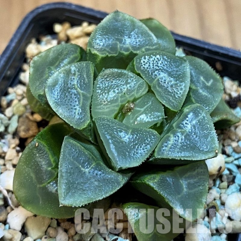 SH8570 Haworthia bayeri 'Auspicious Cloud'