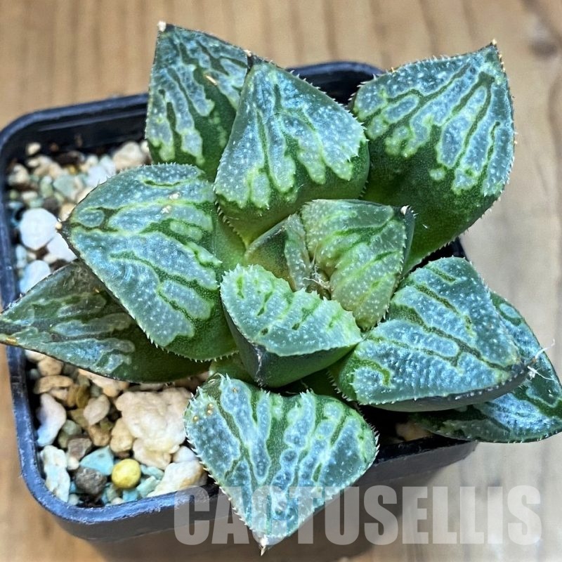 SH8571 Haworthia 'Love City'