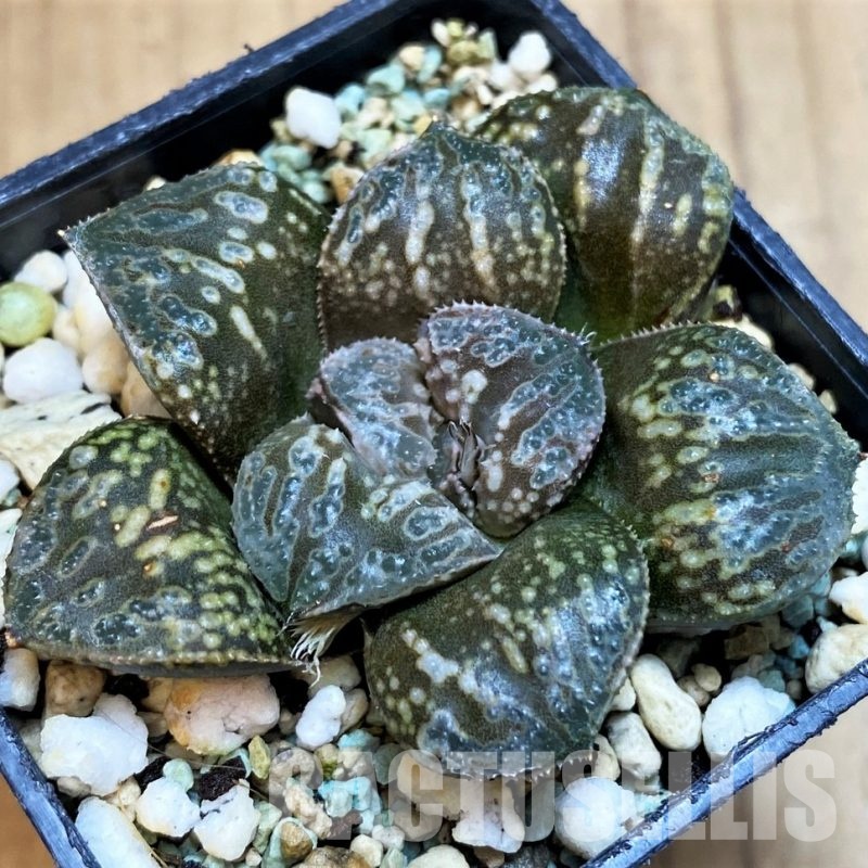 SH8517 Haworthia 'Snake'