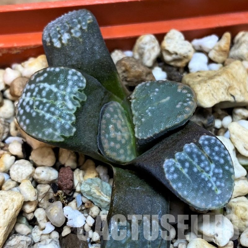 SH8041 Haworthia groenewaldii